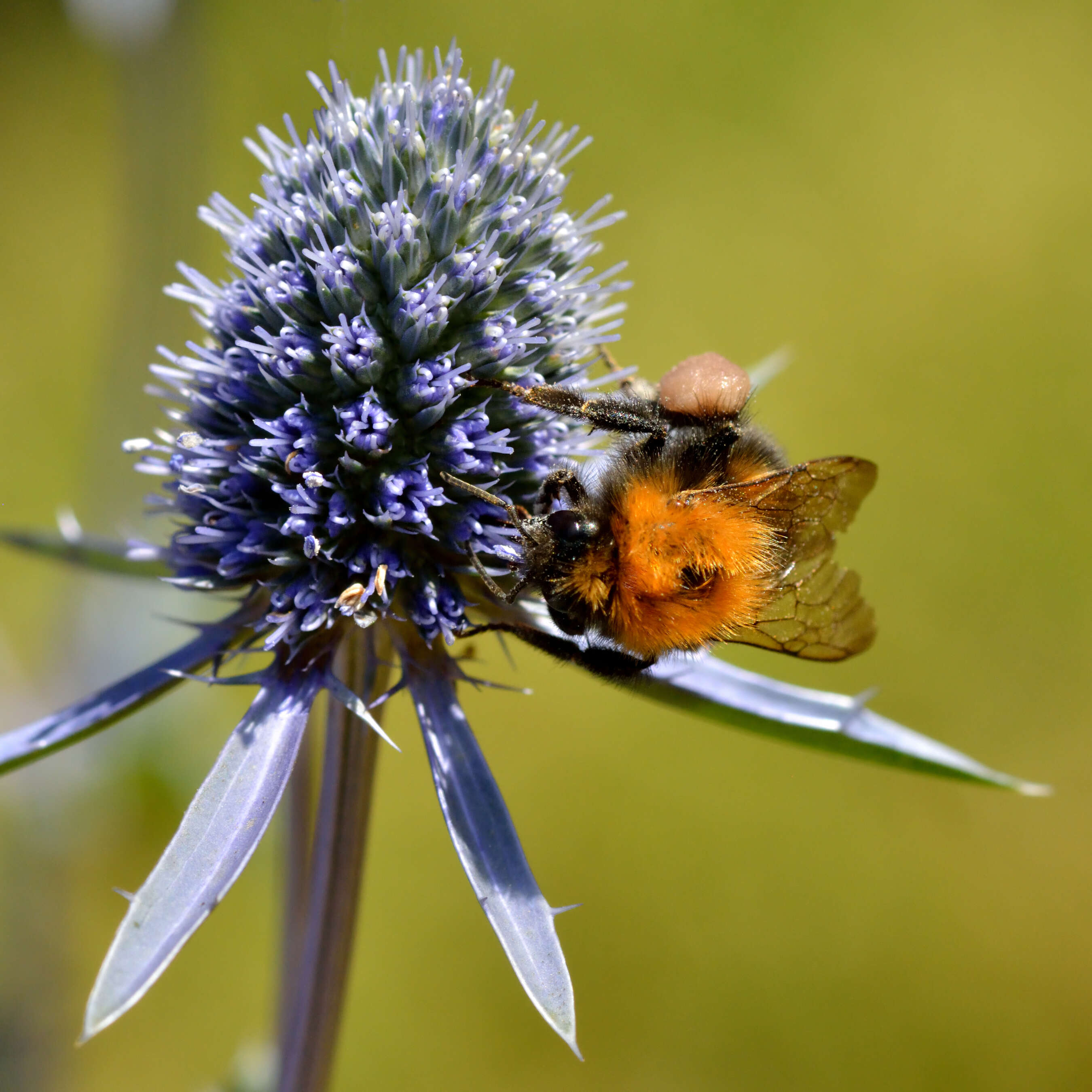 Imagem de Eryngium planum L.