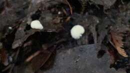 Image of Modicella malleola (Harkn.) Gerd. & Trappe 1974