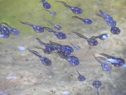 Image of marbled rubber frog