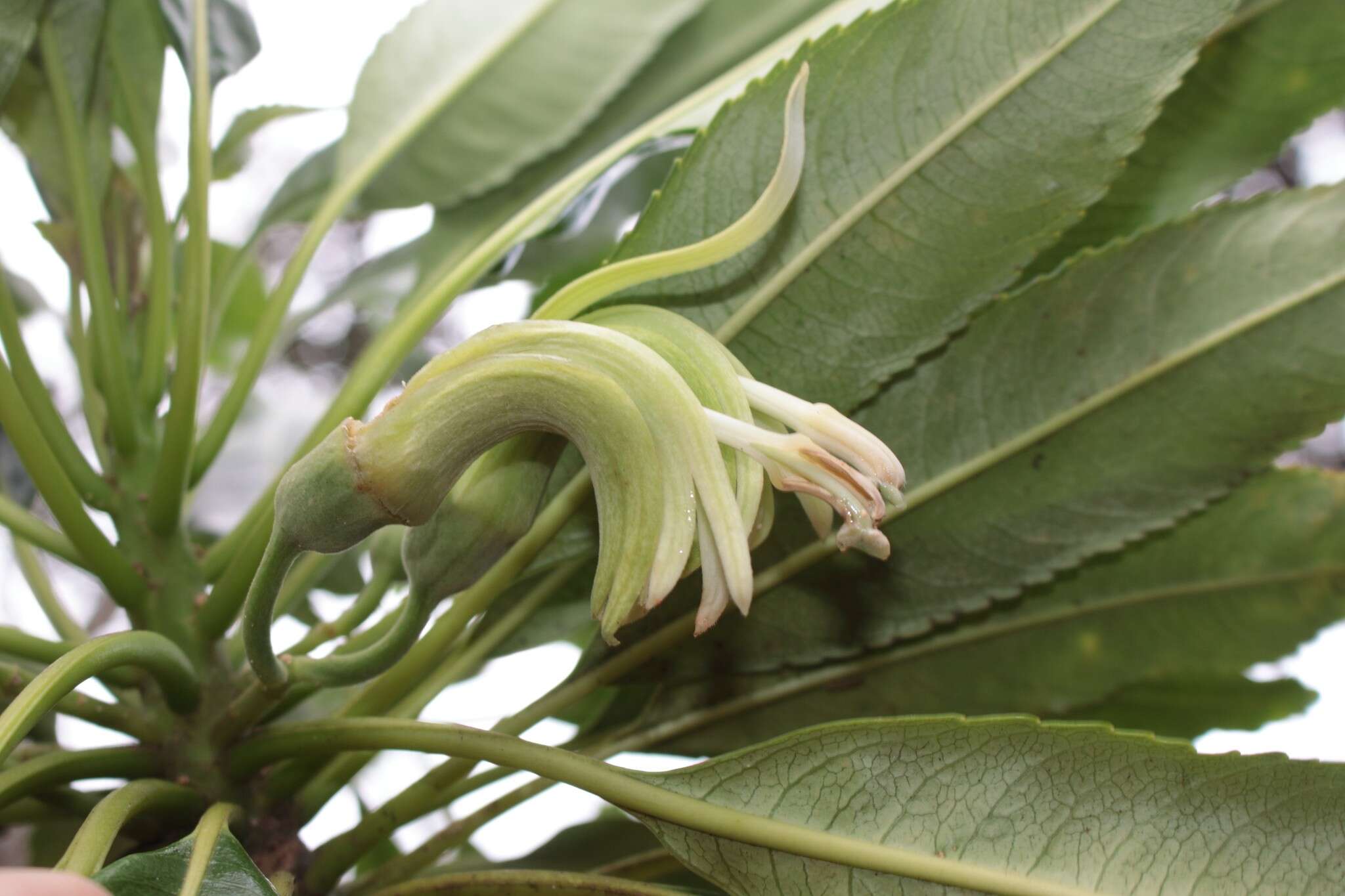 Слика од Clermontia oblongifolia Gaudich.