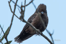 Image of <i>Pyrocephalus rubinus obscurus</i>