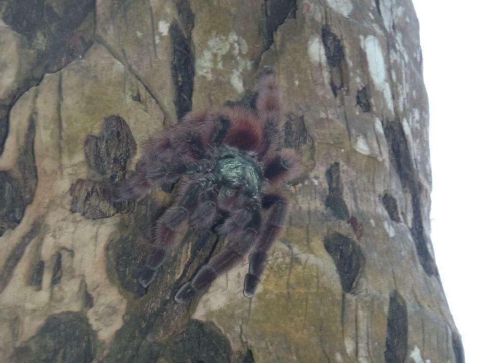 Image of Antilles pinktoe tarantula