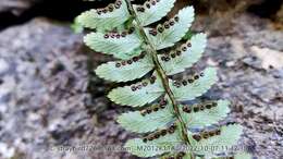 Plancia ëd Polystichum craspedosorum (Maxim.) Diels