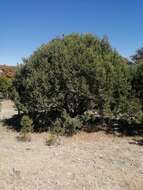 Juniperus deppeana var. zacatecensis Martínez resmi