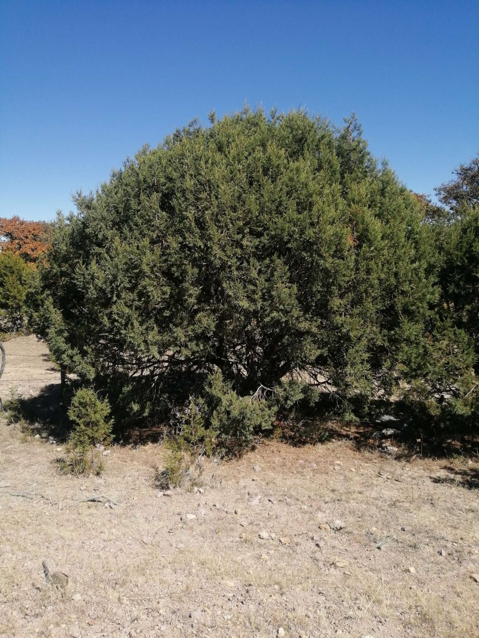 Juniperus deppeana var. zacatecensis Martínez的圖片