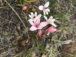 Image of Tritonia cooperi (Baker) Klatt