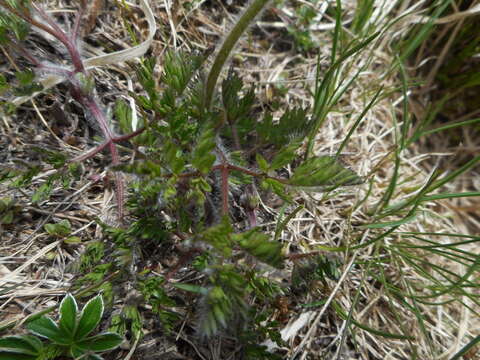 Pulsatilla alpina subsp. millefoliata (Bertol.) D. M. Moser resmi