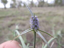 Eryngium paludosum (C. Moore & Betche) P. W. Michael resmi