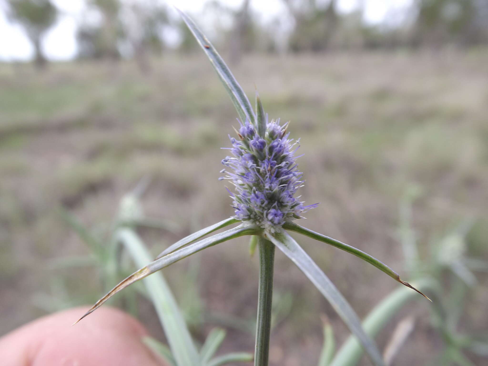 Eryngium paludosum (C. Moore & Betche) P. W. Michael resmi