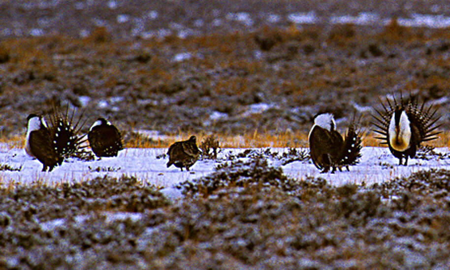 Image of Gunnison sage-grouse; greater sage-grouse