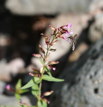 Image of Wright's waxweed