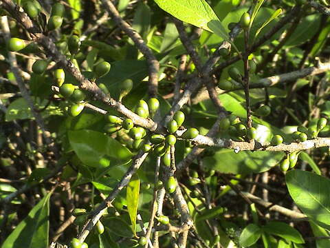 Image of yellow-boxwood