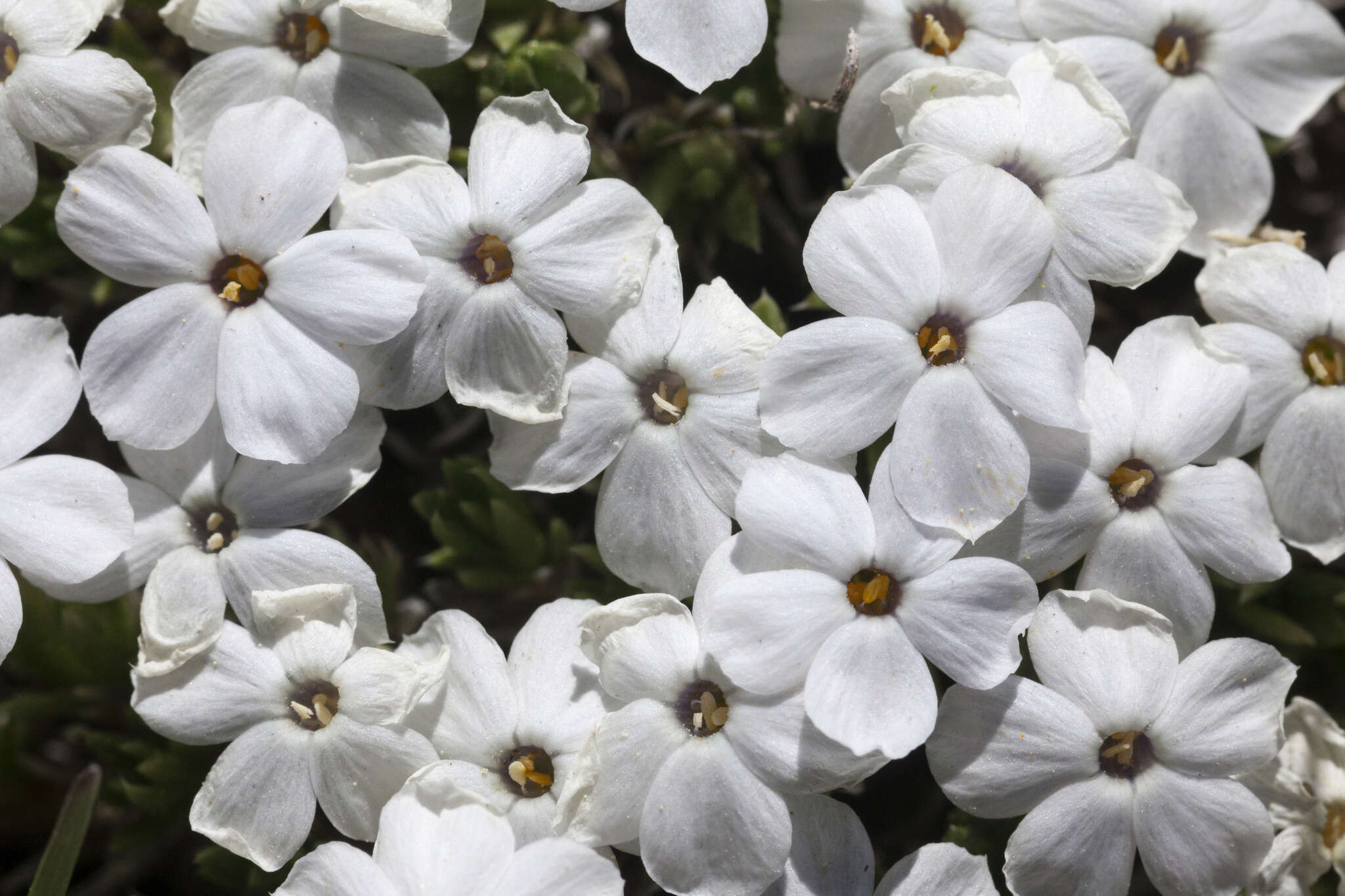 Image of dwarf phlox