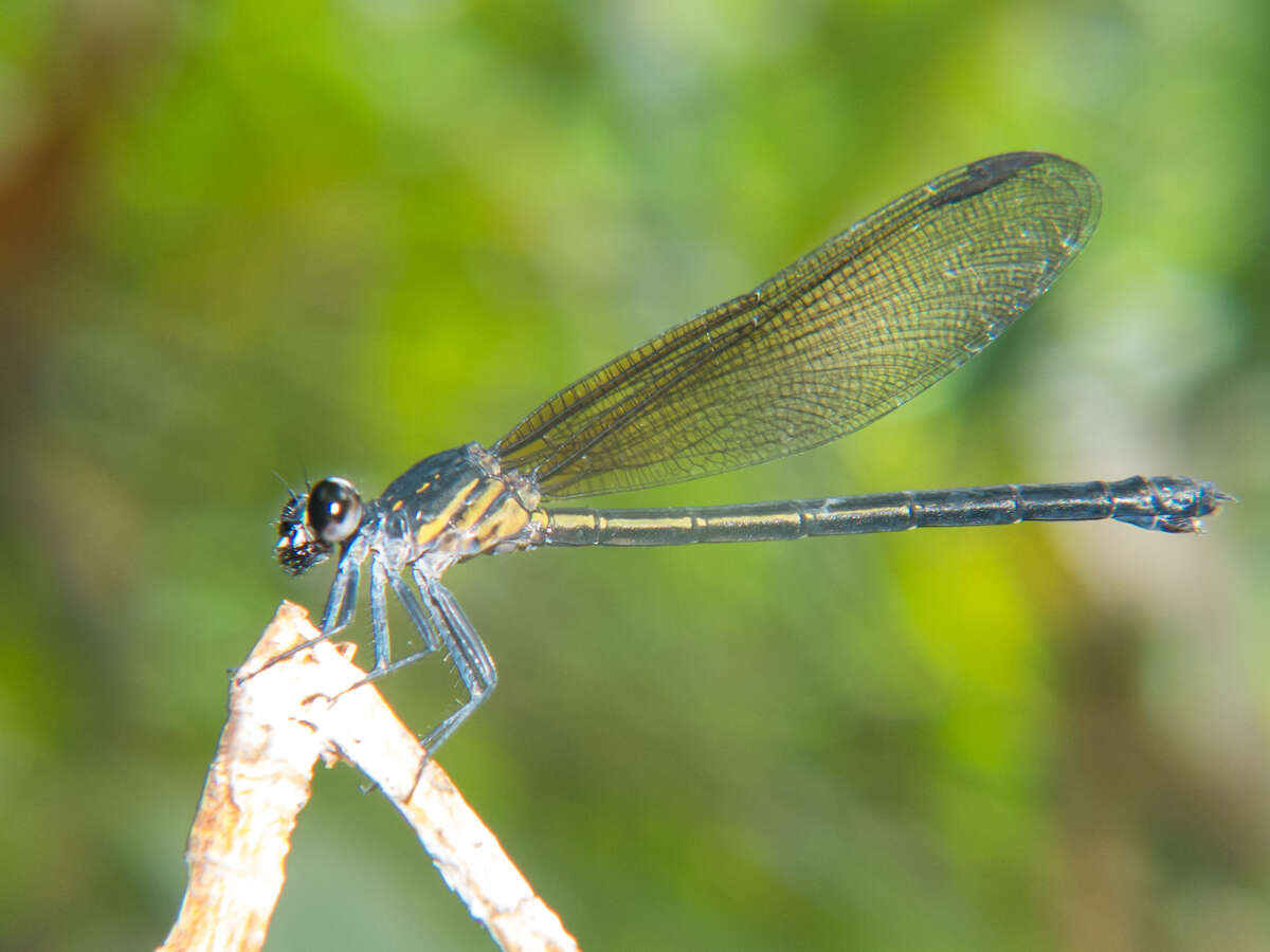 Image of Euphaea masoni Selys 1879