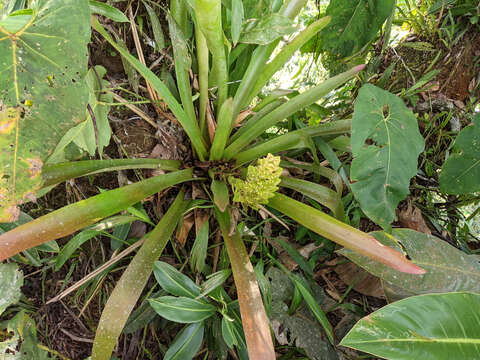 Image of Aechmea hoppii (Harms) L. B. Sm.