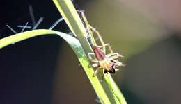 Sivun Oxyopes elegans L. Koch 1878 kuva