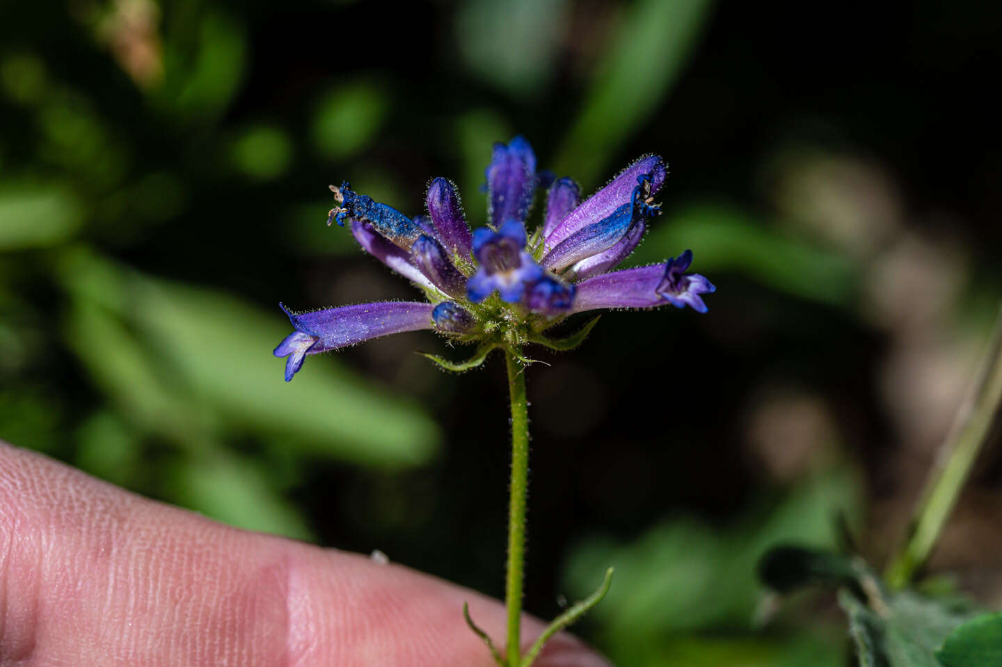 Image of Penstemon heterodoxus var. heterodoxus