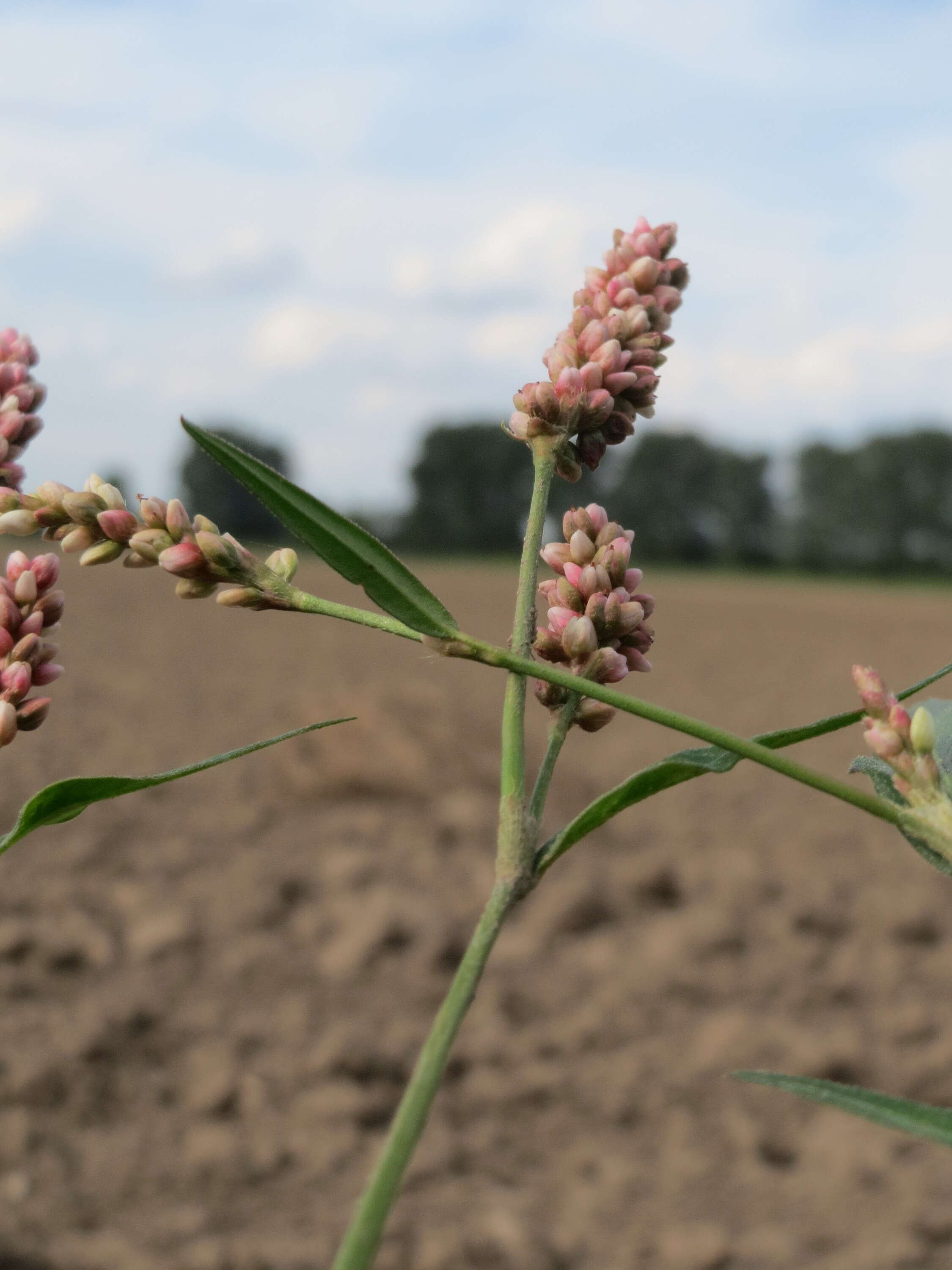 Image of Dock-Leaf Smartweed