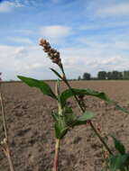 Image of Dock-Leaf Smartweed