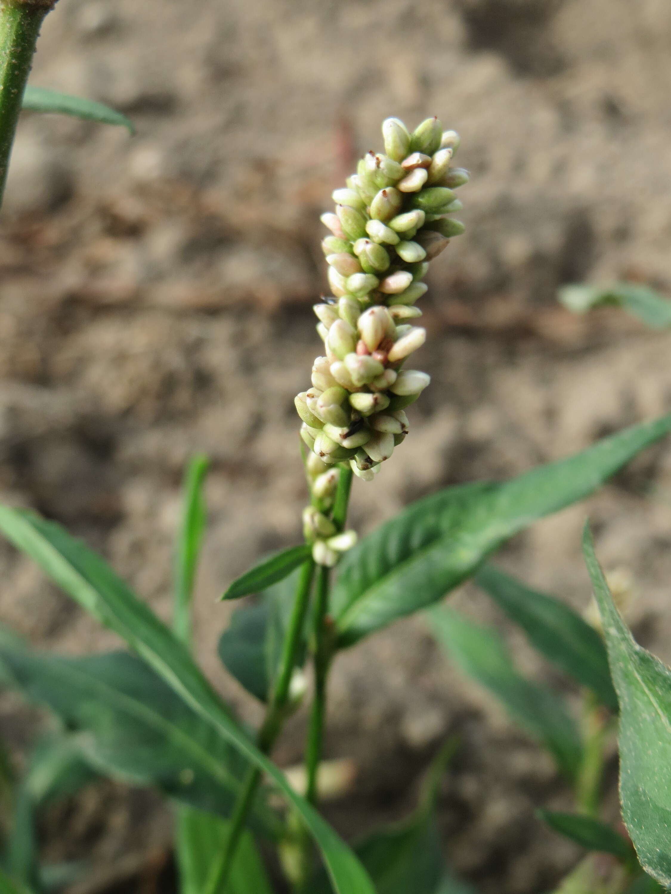 Image of Dock-Leaf Smartweed