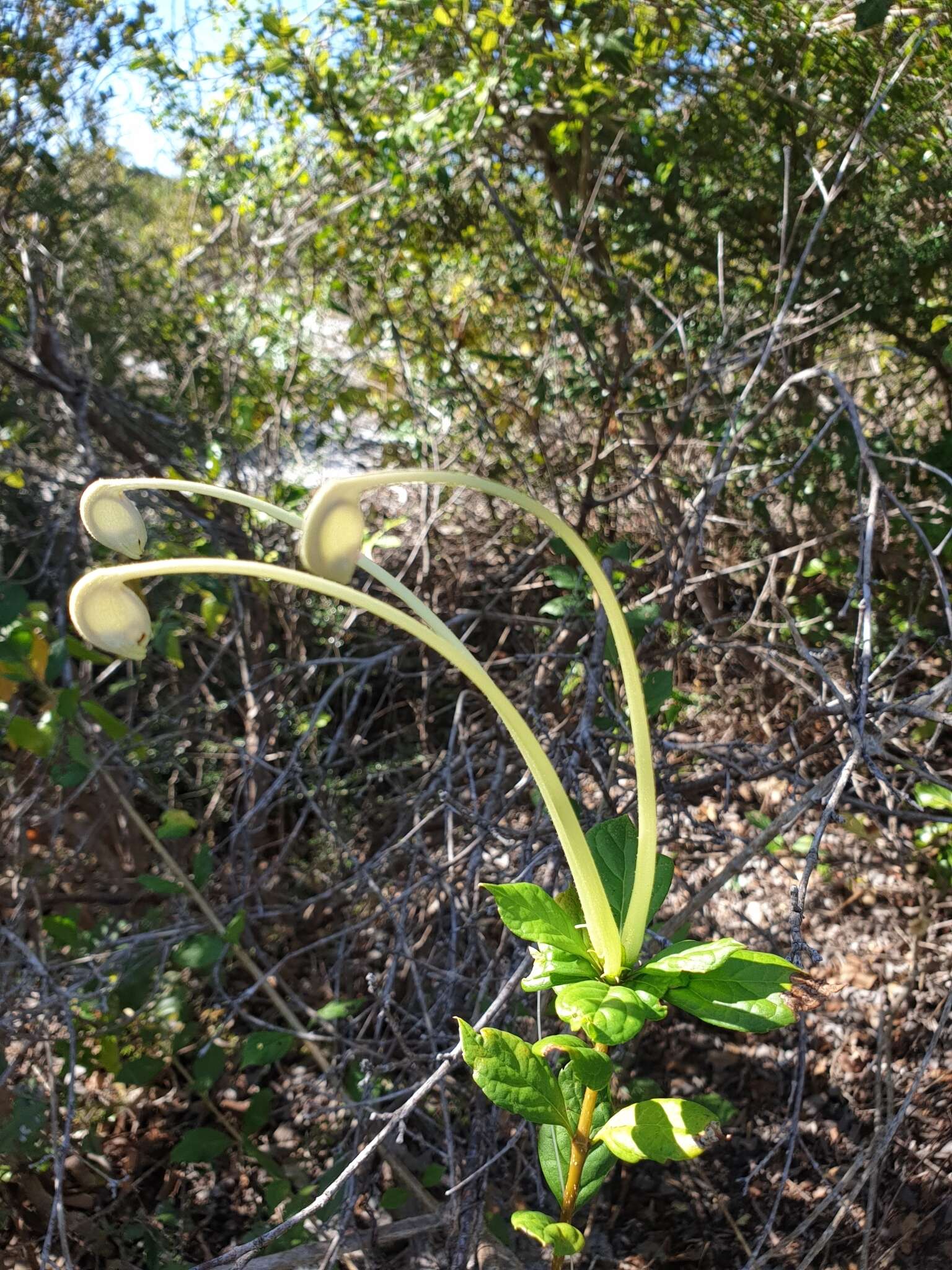 Слика од Rotheca microphylla (Blume) Callm. & Phillipson