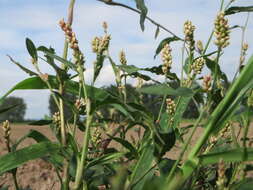 Image of Dock-Leaf Smartweed