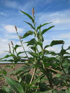 Image of Dock-Leaf Smartweed