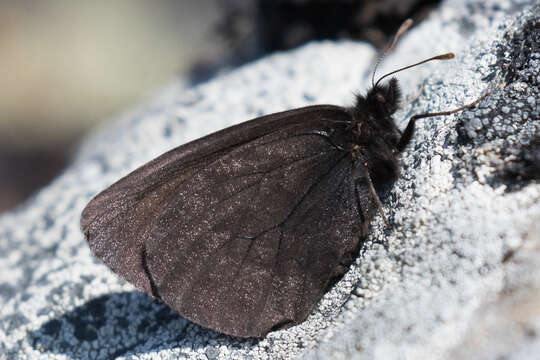 Erebia mackinleyensis Gunder 1932 resmi