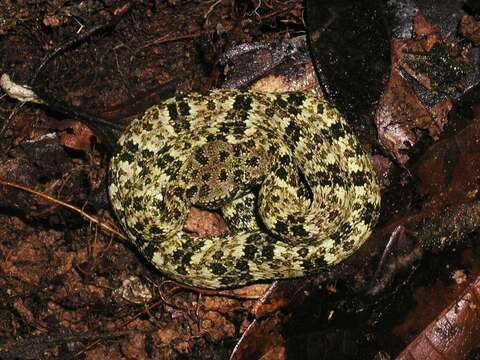 Image of Bothrops taeniatus Wagler 1824