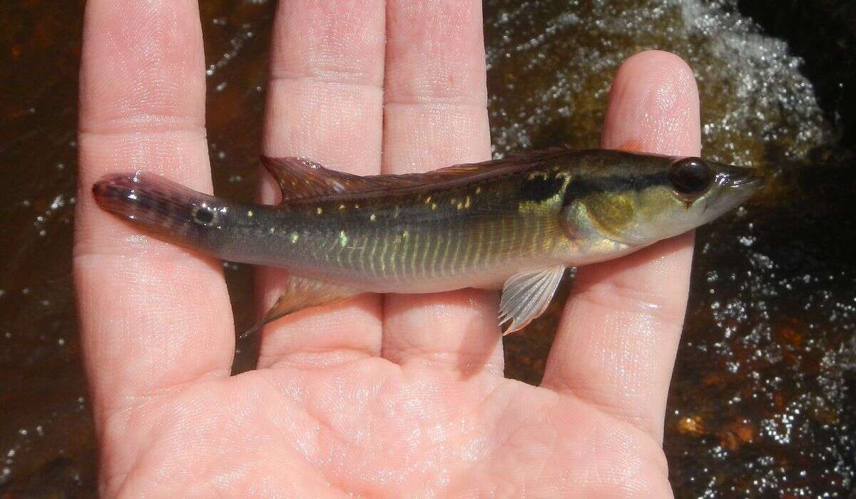 Image de Crenicichla saxatilis (Linnaeus 1758)