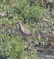 Image of American Golden Plover