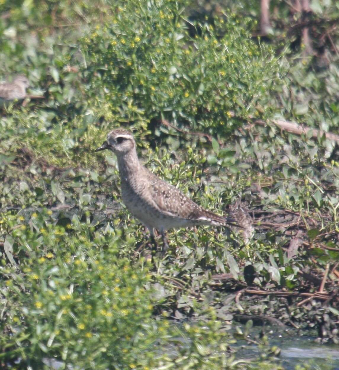 Image of American Golden Plover