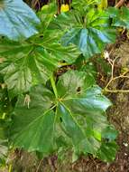 Image of morning-glory begonia