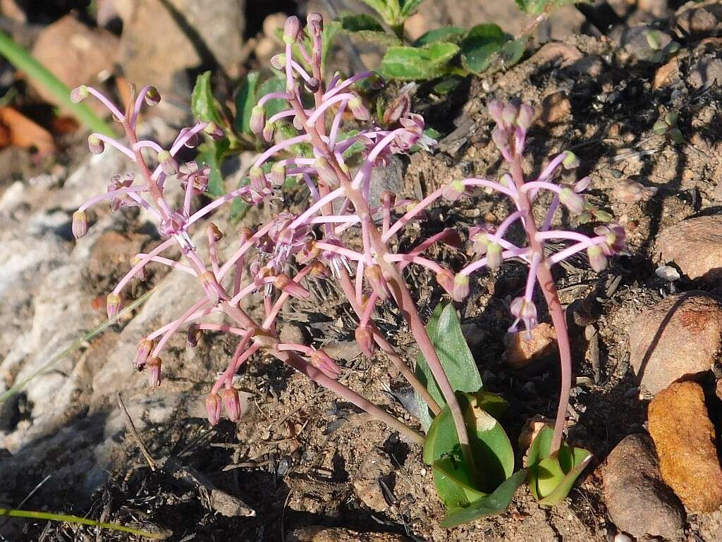 Image of Ledebouria ovalifolia (Schrad.) Jessop