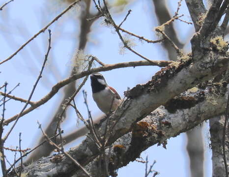 Image of Red-tailed Vangas