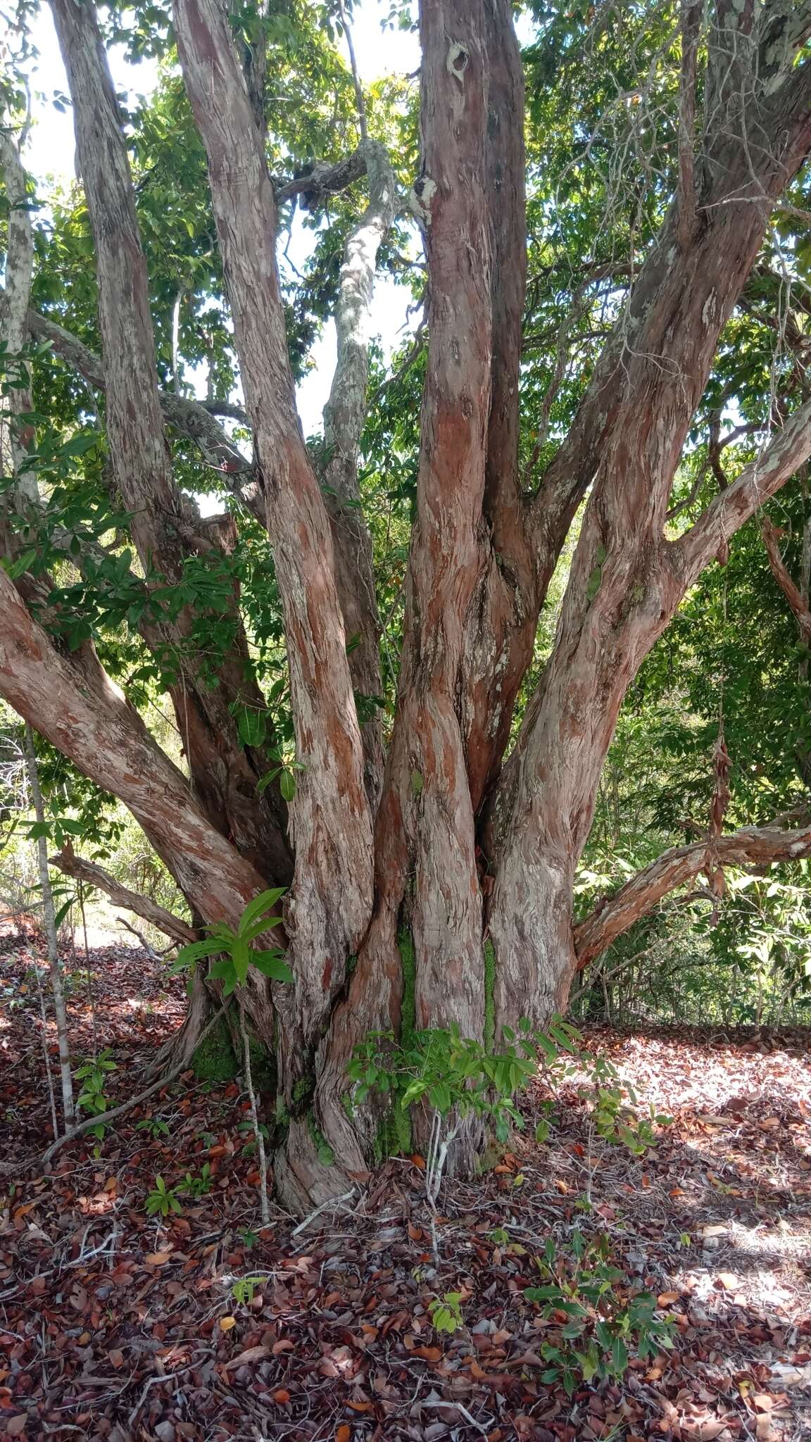 Image of Schizolaena parviflora (F. Gérard) H. Perrier