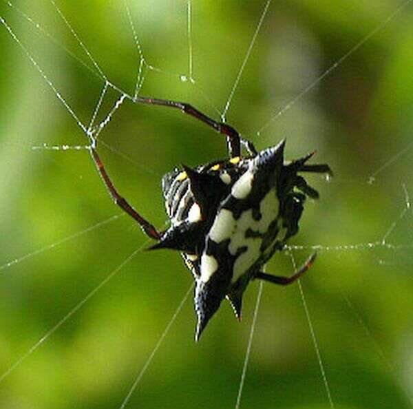 Image of Gasteracantha theisi Guérin 1838