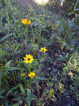 Imagem de Coreopsis palustris Sorrie