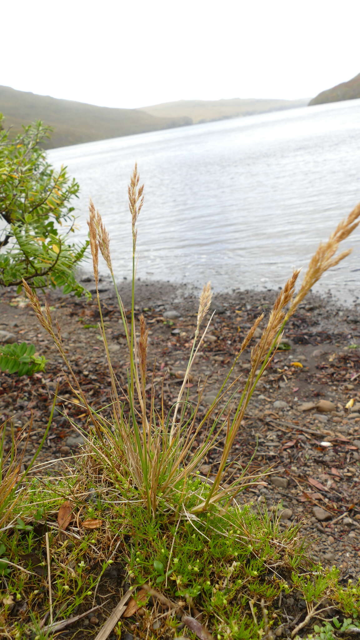 Image of Polypogon magellanicus (Lam.) Finot