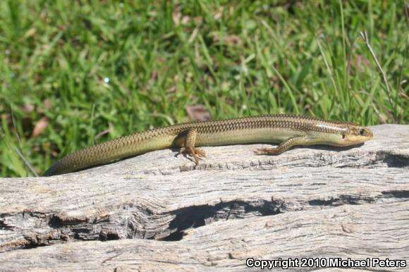 Plestiodon gilberti cancellosus (Rodgers & Fitch 1947) resmi