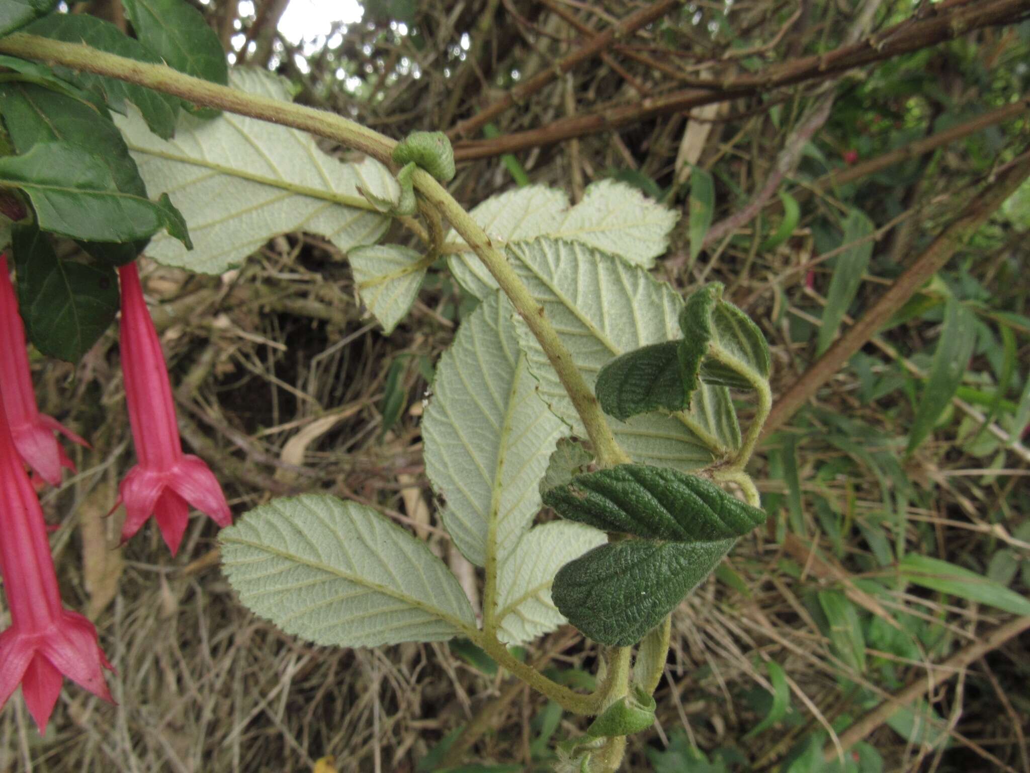 Image of Fuchsia petiolaris Kunth