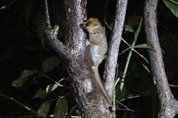 Image of Brown Mouse Lemur