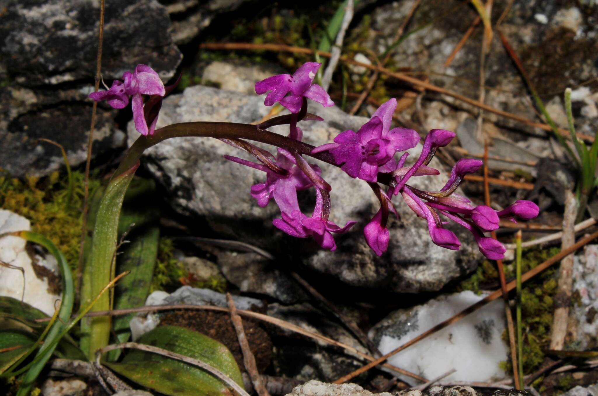 Image of Four-spotted Orchis