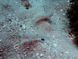 Image of Sixspot goby