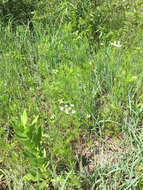 Image of prairie bishop