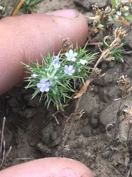 Image de Navarretia intertexta subsp. propinqua (Suksd.) A. G. Day