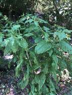 Sivun Pokeweed mosaic virus kuva