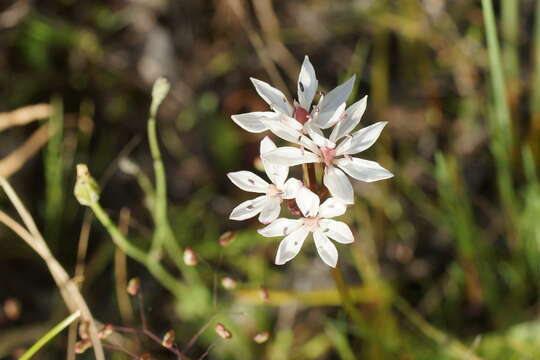 Image of Burchardia umbellata R. Br.