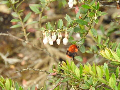 Image of Bombus rubicundus Smith 1854