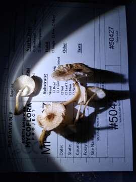 Image of Leucoagaricus dacrytus Vellinga 2010